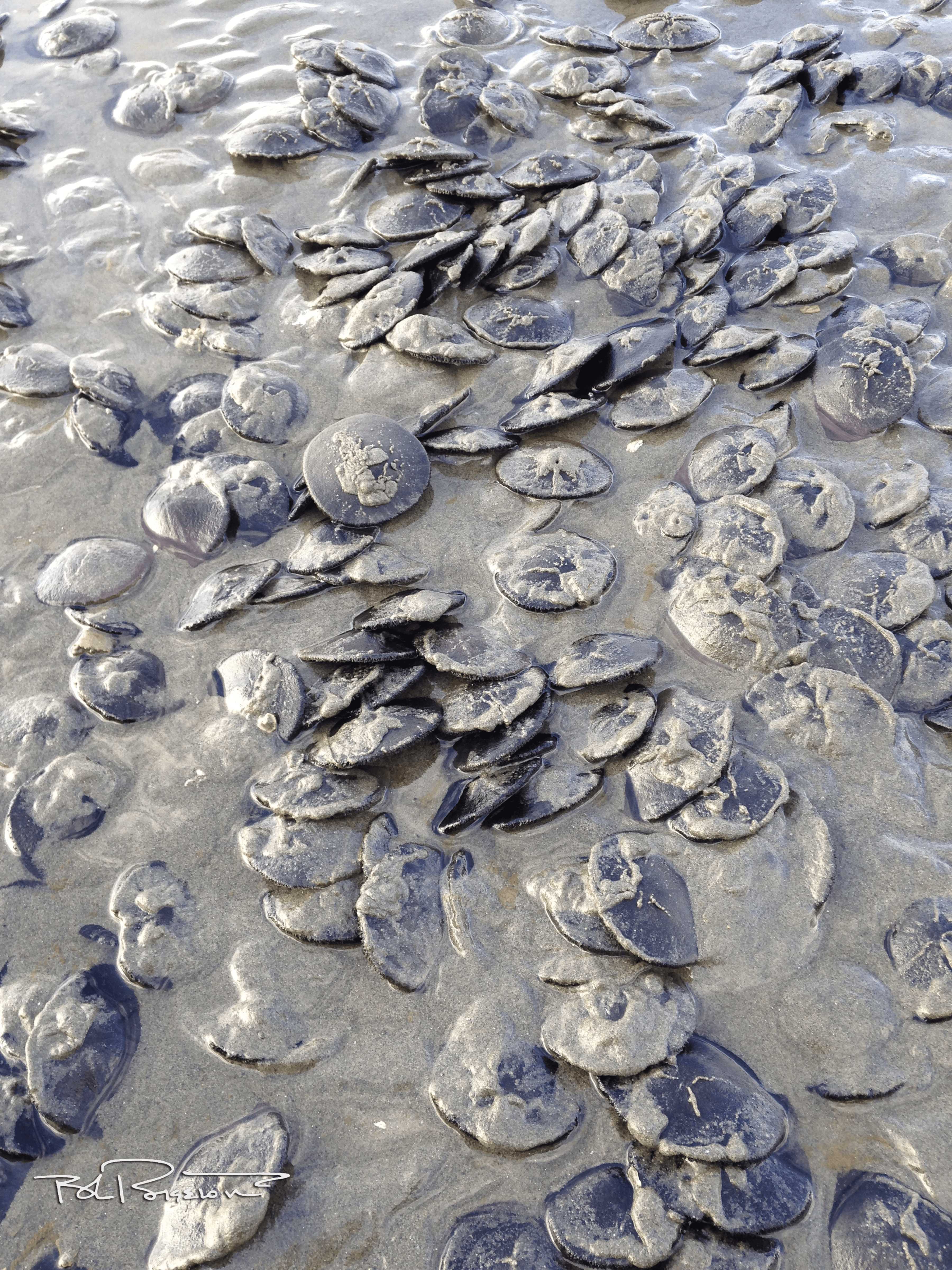 Sand Dollars 2