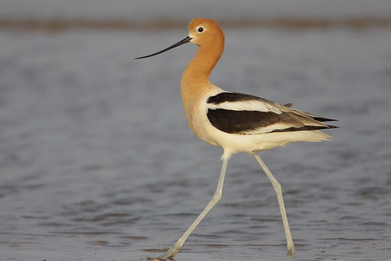 American Avocet