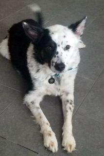 Linus - ADOPTED