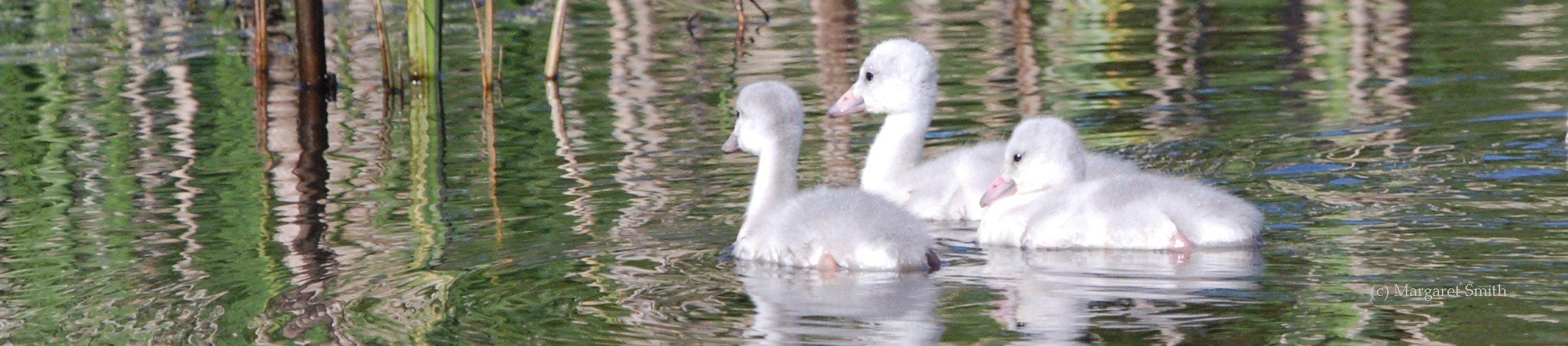 Your Adopt a Swan donation helps protect swan health and habitats