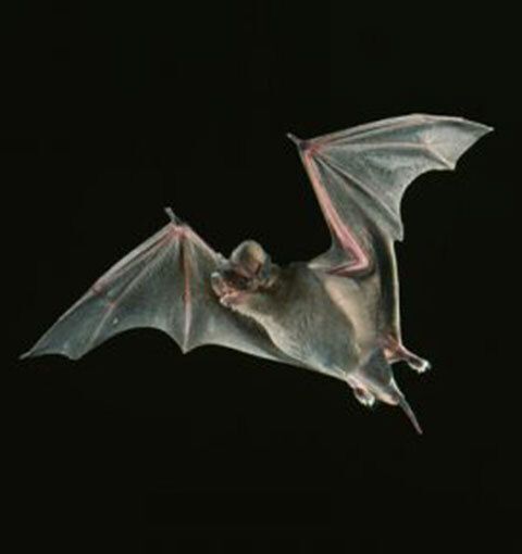 Bats