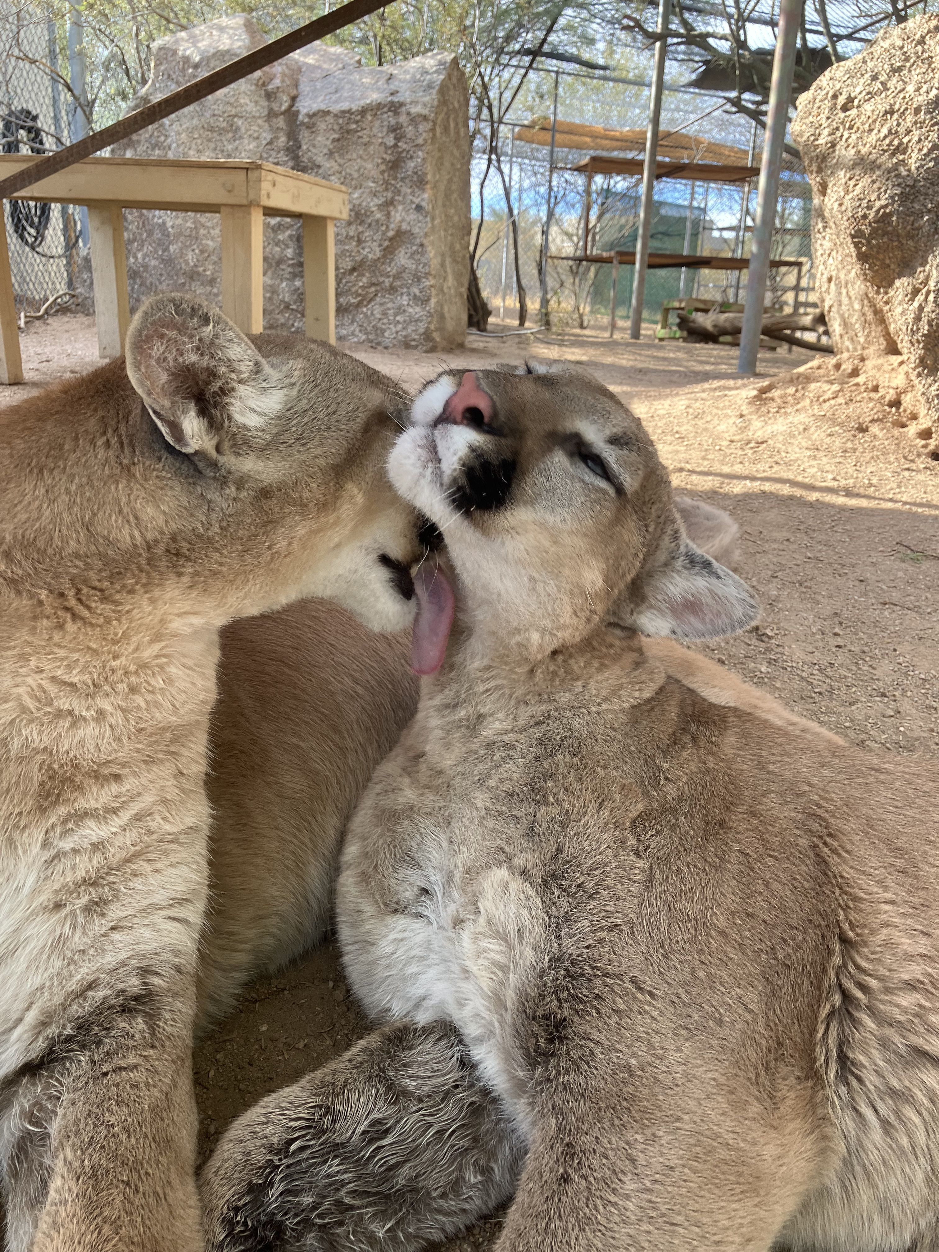 Leg hold trap coyote rehabilitation Southwest Wildlife Conservation Center Scottsdale, Arizona