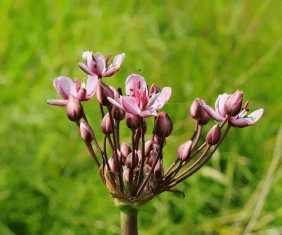 Flowering Rush