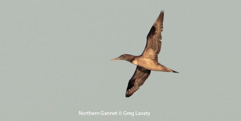 Northern Gannet