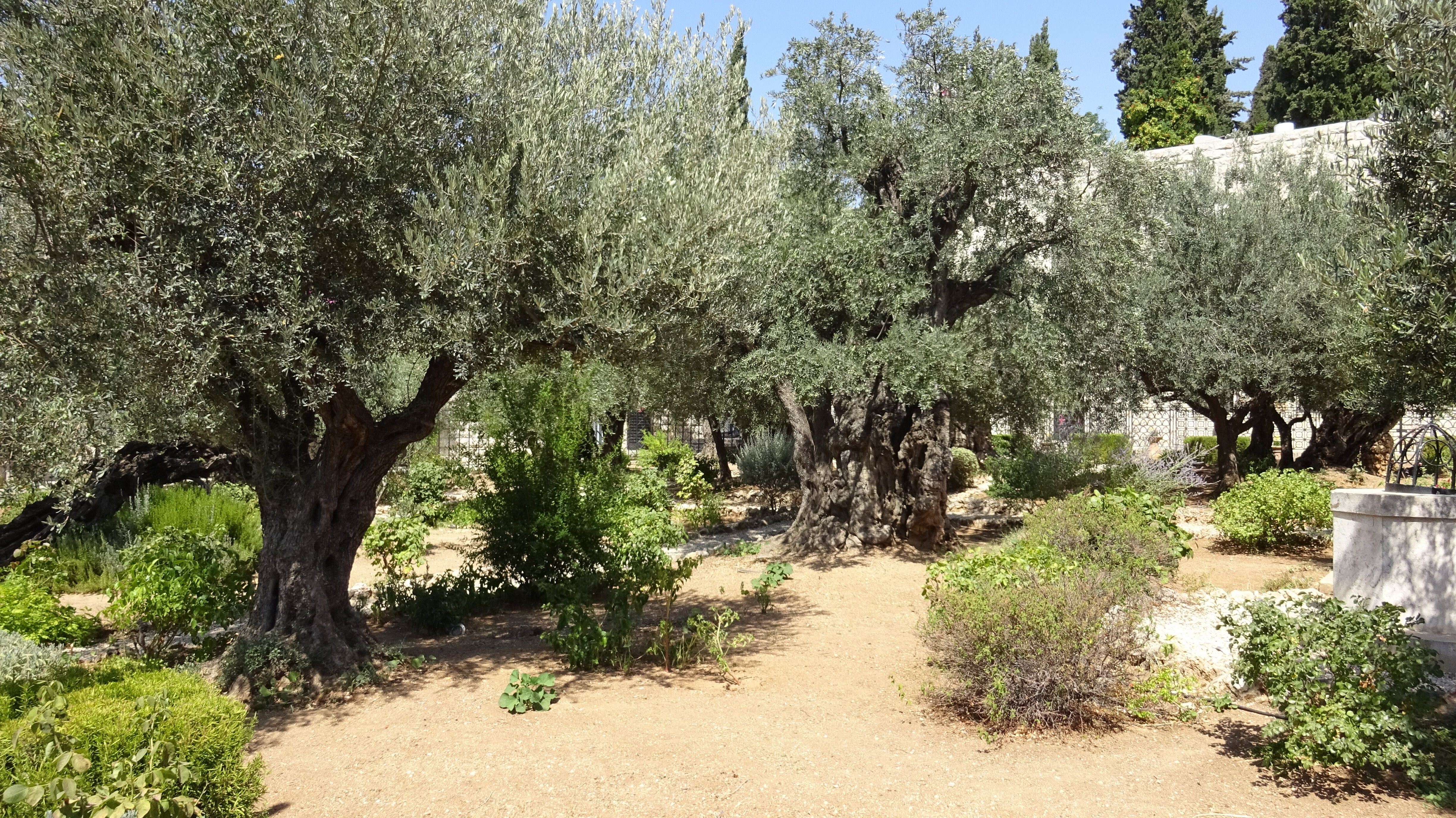 Jerusalem - Garden of Gethsemane, Mount of Olives