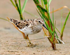 Least Sandpiper