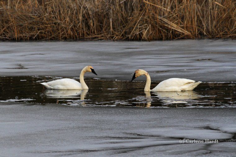 My Swan Story by Carlene H.