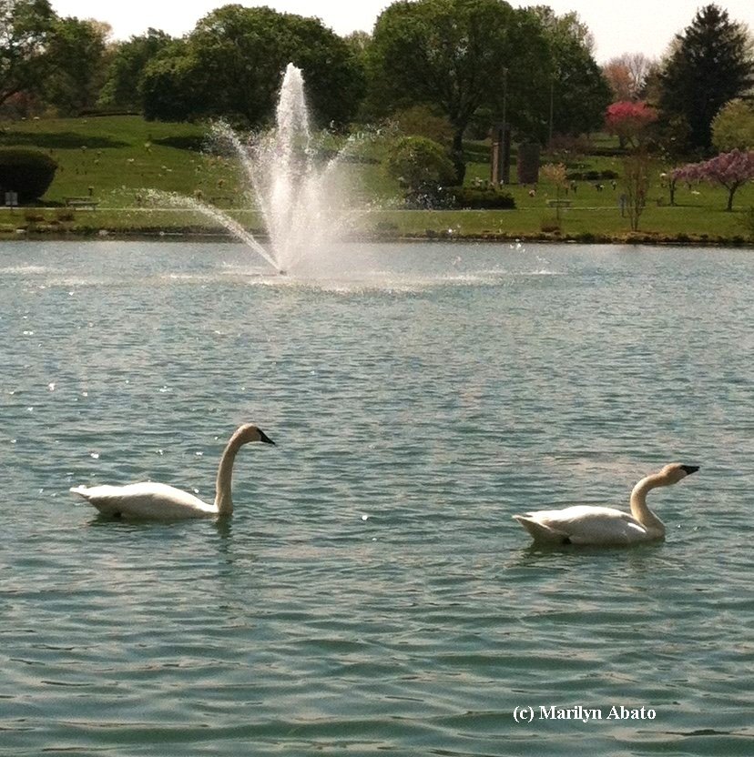 My Swan Story - by Marilyn A.