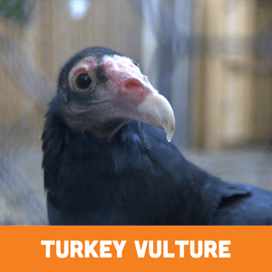 Turkey Vulture