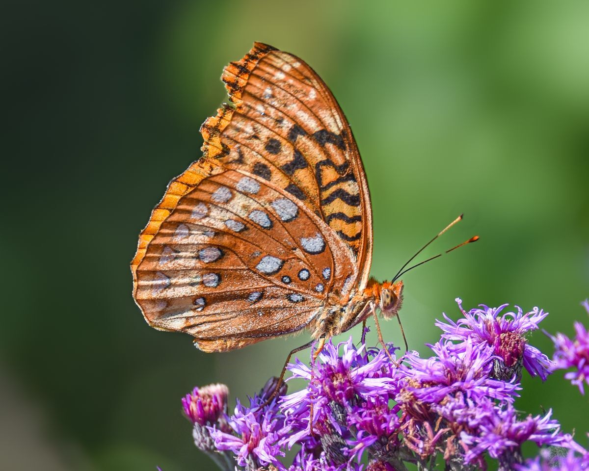 A Great Spangled Fritillary on bright purple flowers