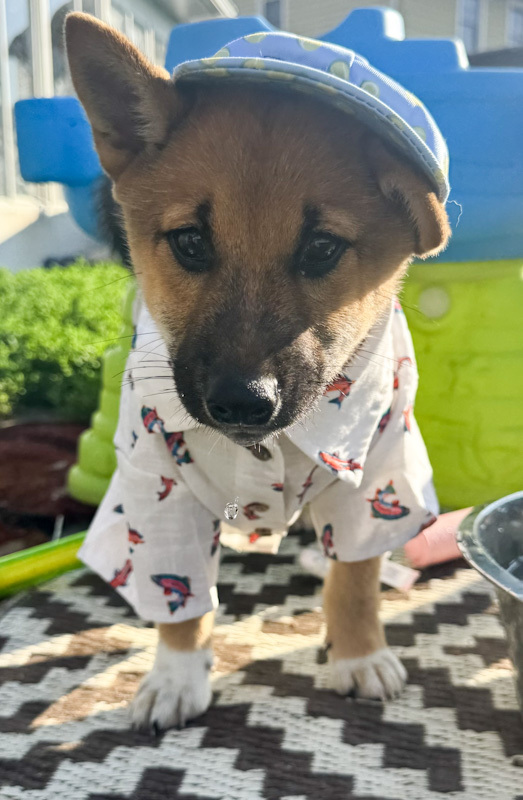 Taz