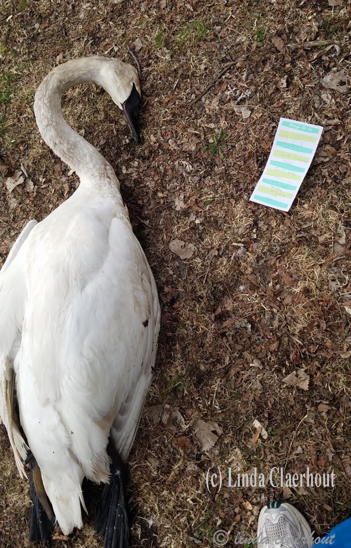 My Swan Story - by Linda C.