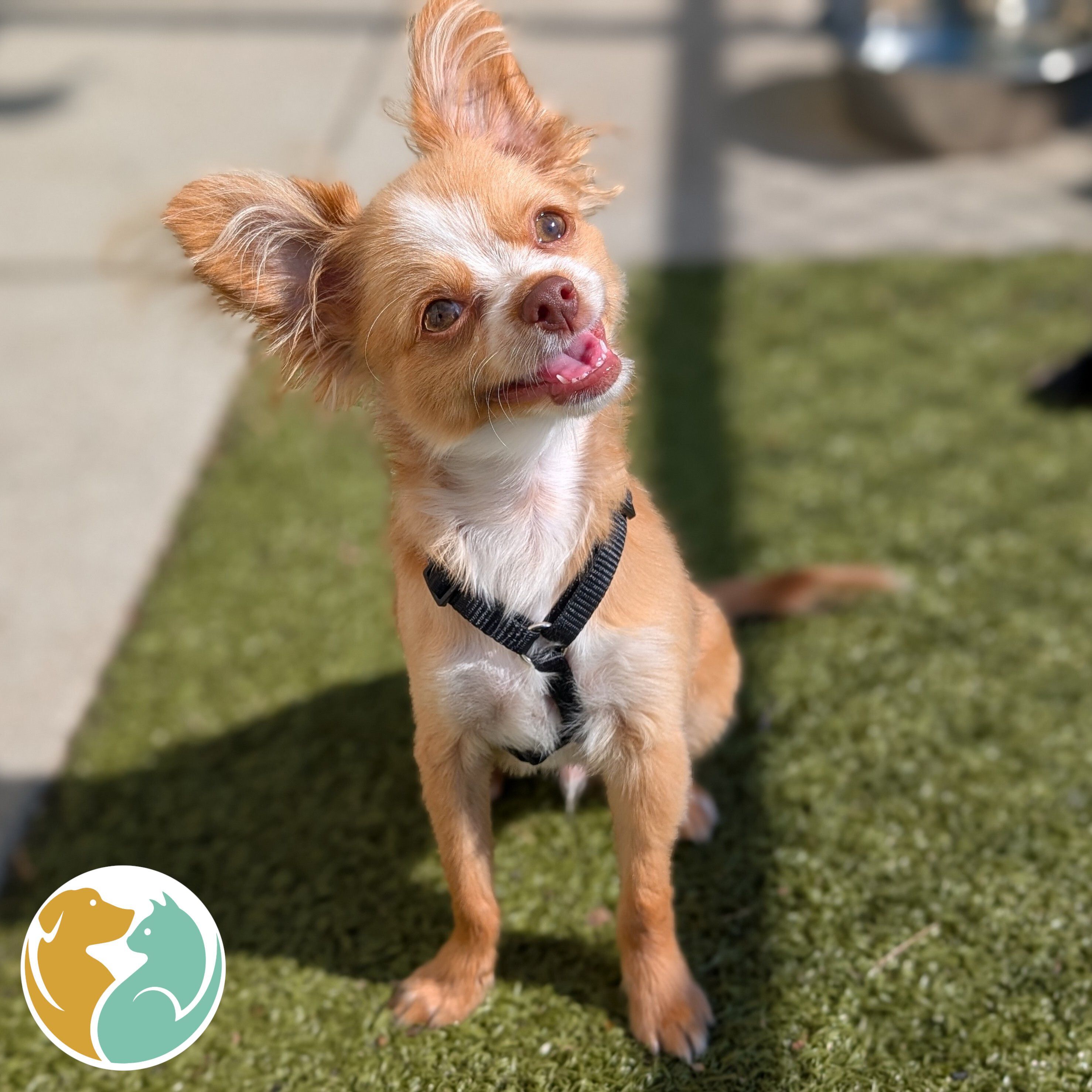 KING- ADOPTED 10/15!