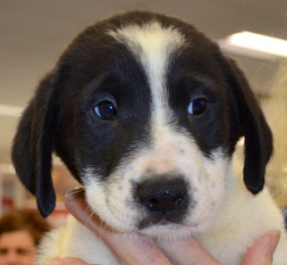 Laredo - ADOPTED
