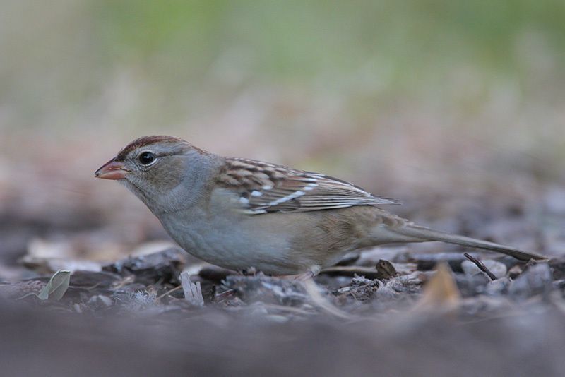 White-crowned Sparrow