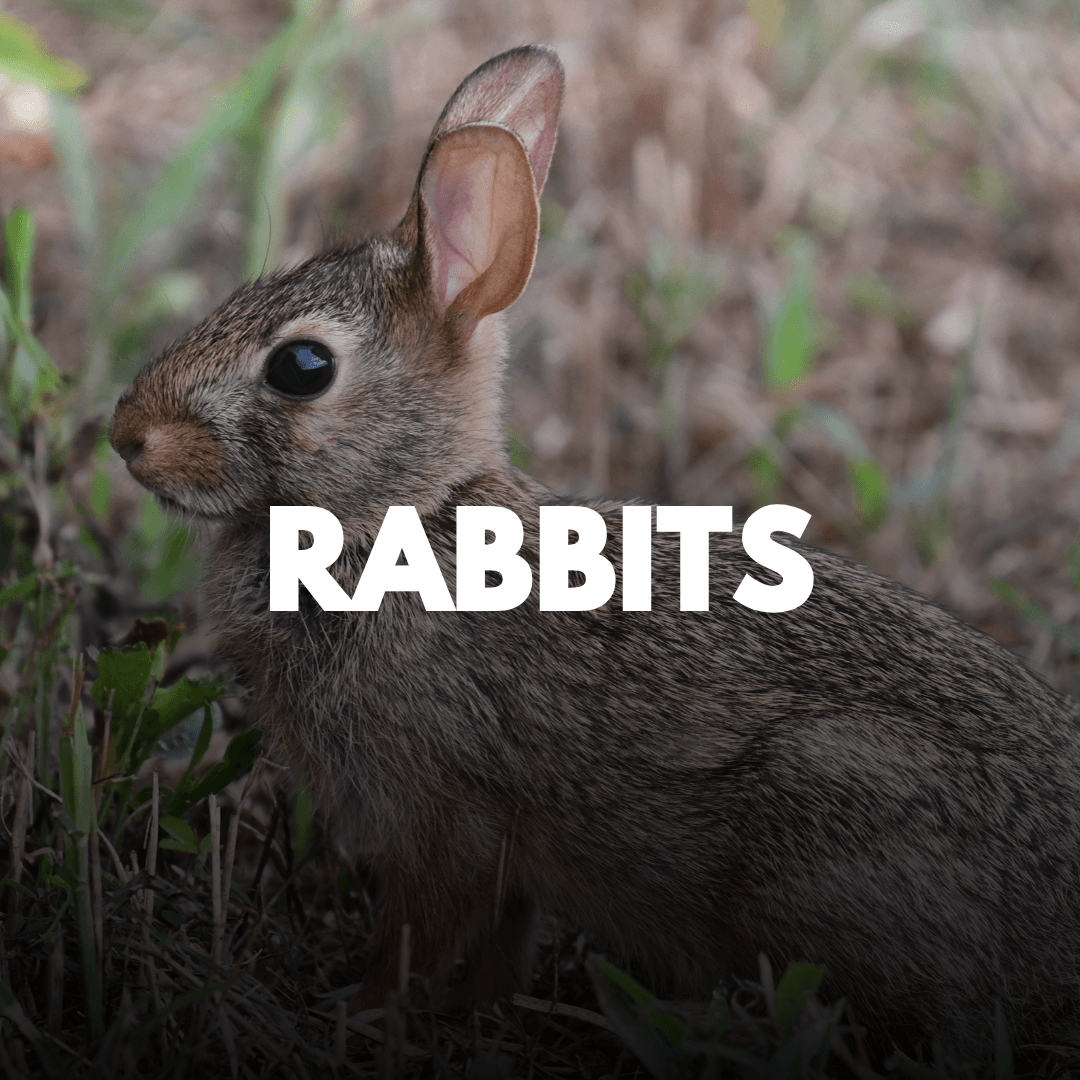 Rabbits