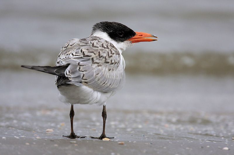 Caspian Tern