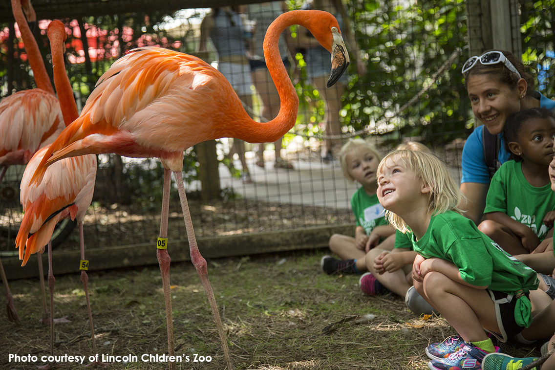 Lincoln Children's Zoo: Great for little legs, perfect for growing minds