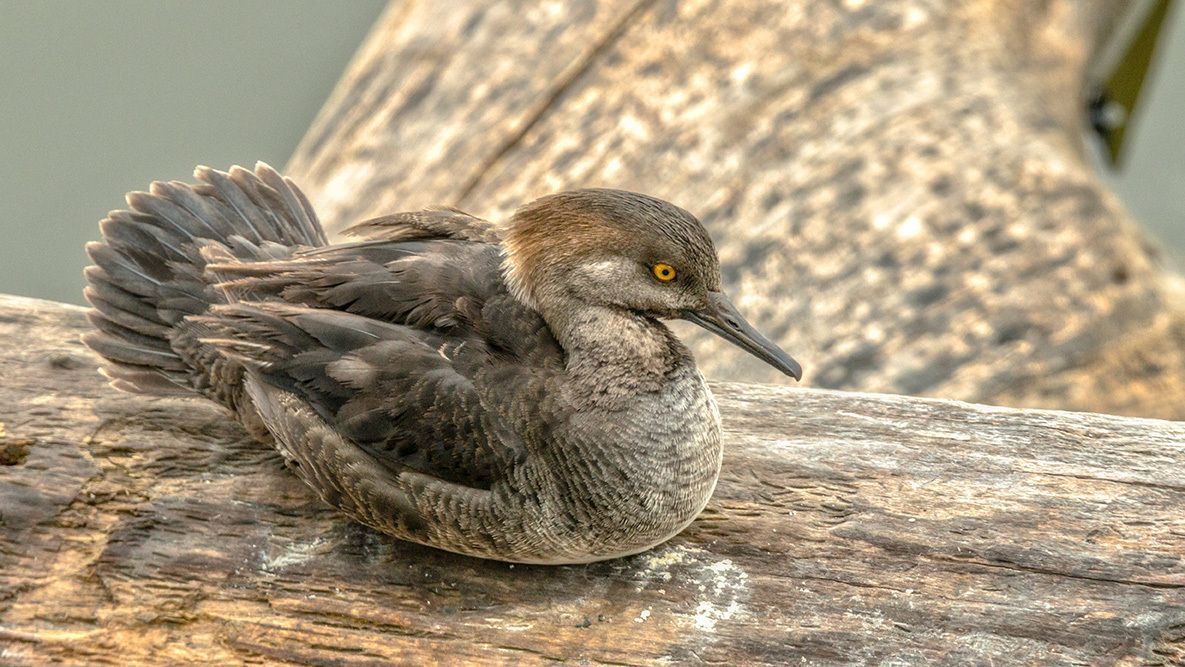 As winter settles in, birds do, too