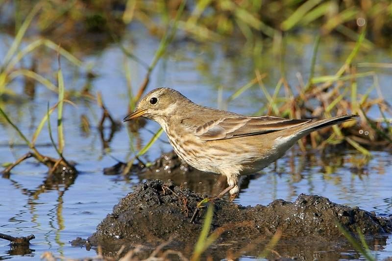 American Pipit