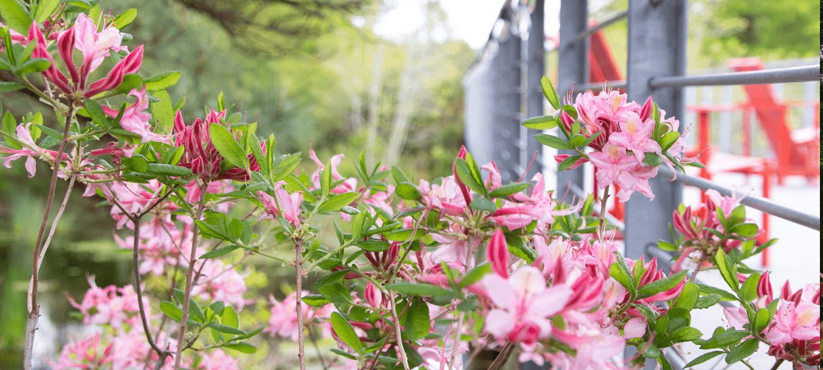 Spring Native Plant Sale