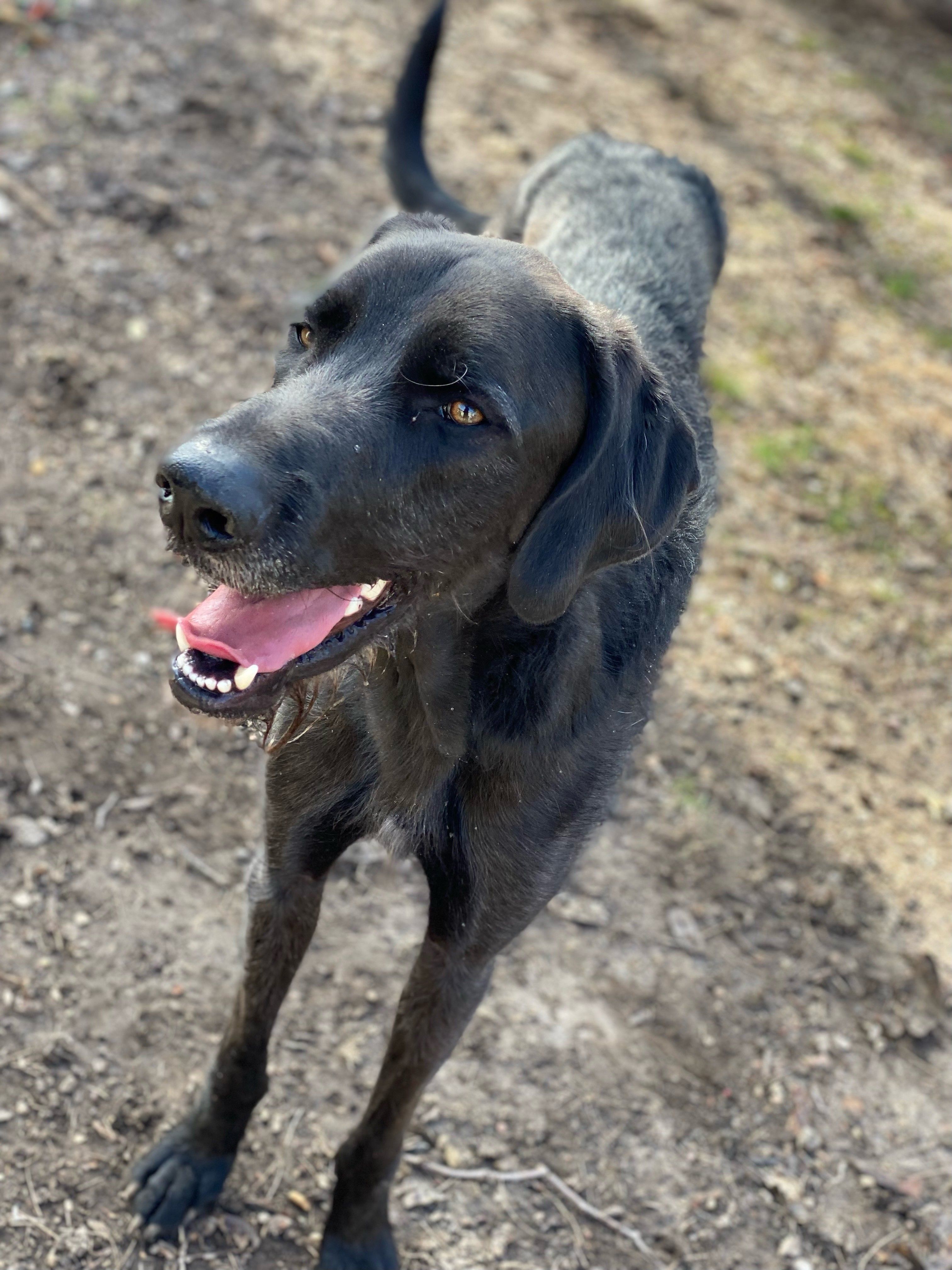Baloo