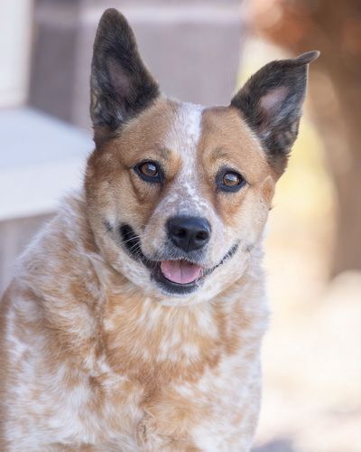 FRANKIE