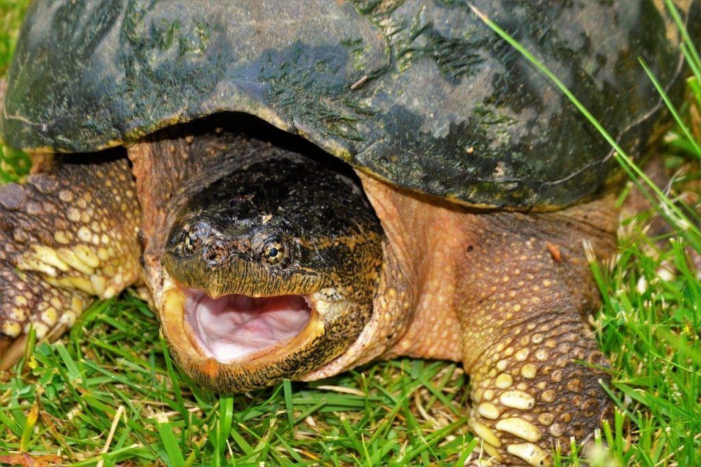 excited snapping turtle