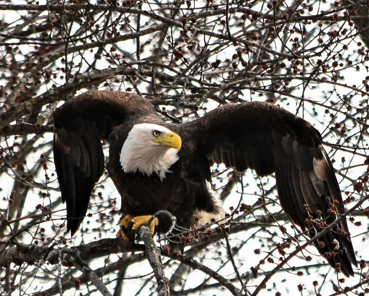 Northwoods Wildlife Center : News & Events : 2021 Photo Contest Winners