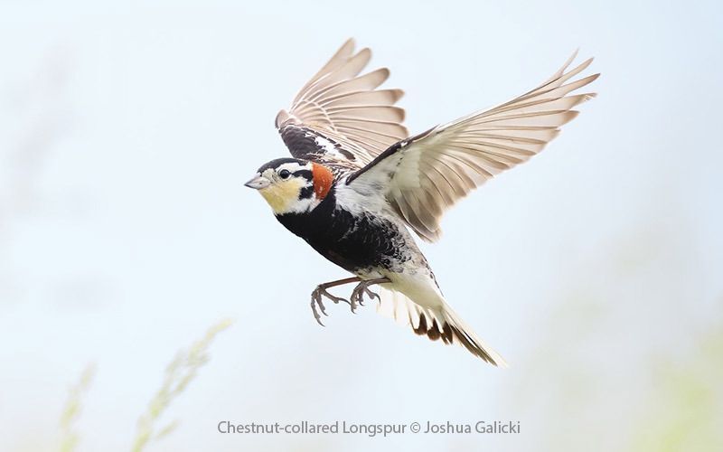 Chestnut-collared Longspur