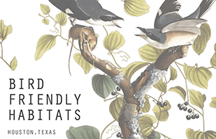 Bird-Friendly Habitats Guide