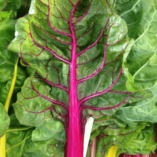 Swiss Chard