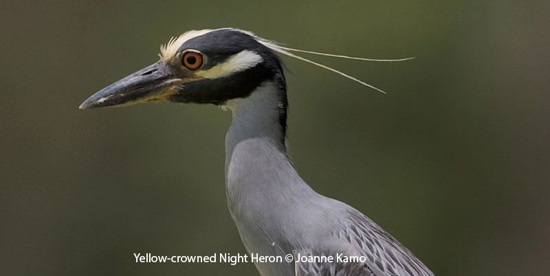 Yellow-crowned Night-Heron