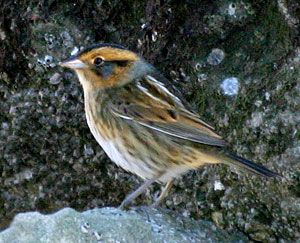 Beak of the Week: Nelson’s Sparrow