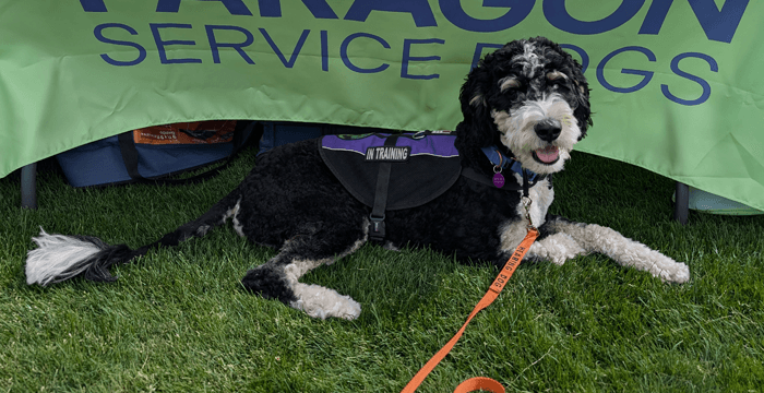 Comos laying in front of Paragon booth at an event