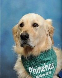 Mr. Phinehas Comfort Dog