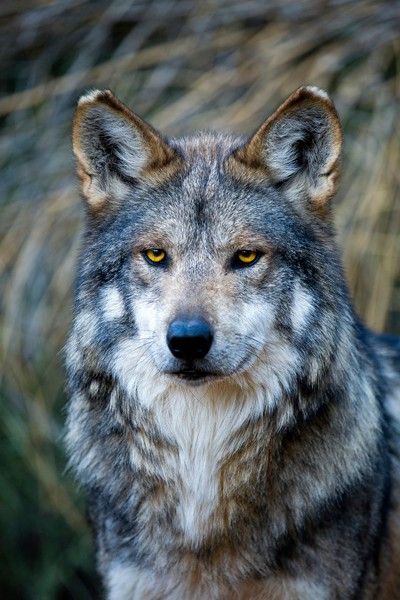M943 Himuti Mexican Gray Wolf Southwest Wildlife Scottsdale Arizona photo by Robin Silver