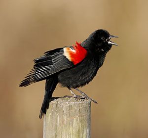 Red-winged Blackbird (male)