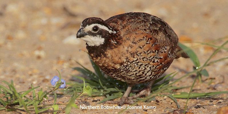 Northern Bobwhite