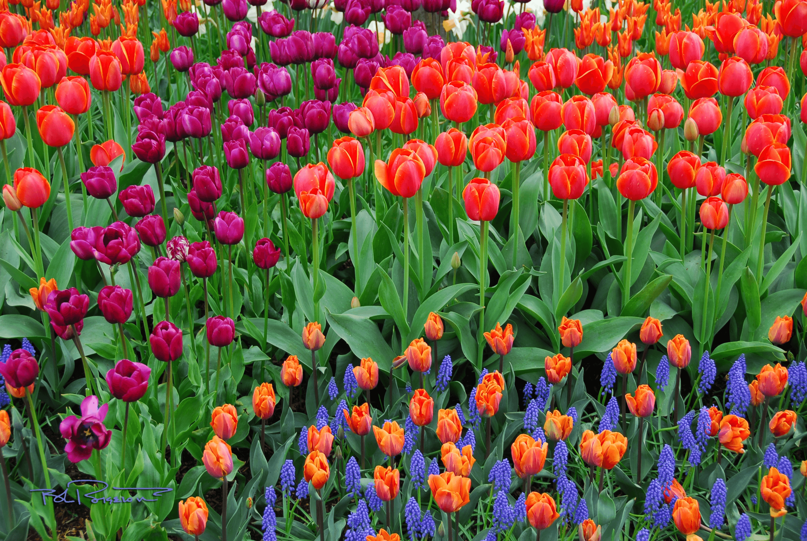 Tulips 3