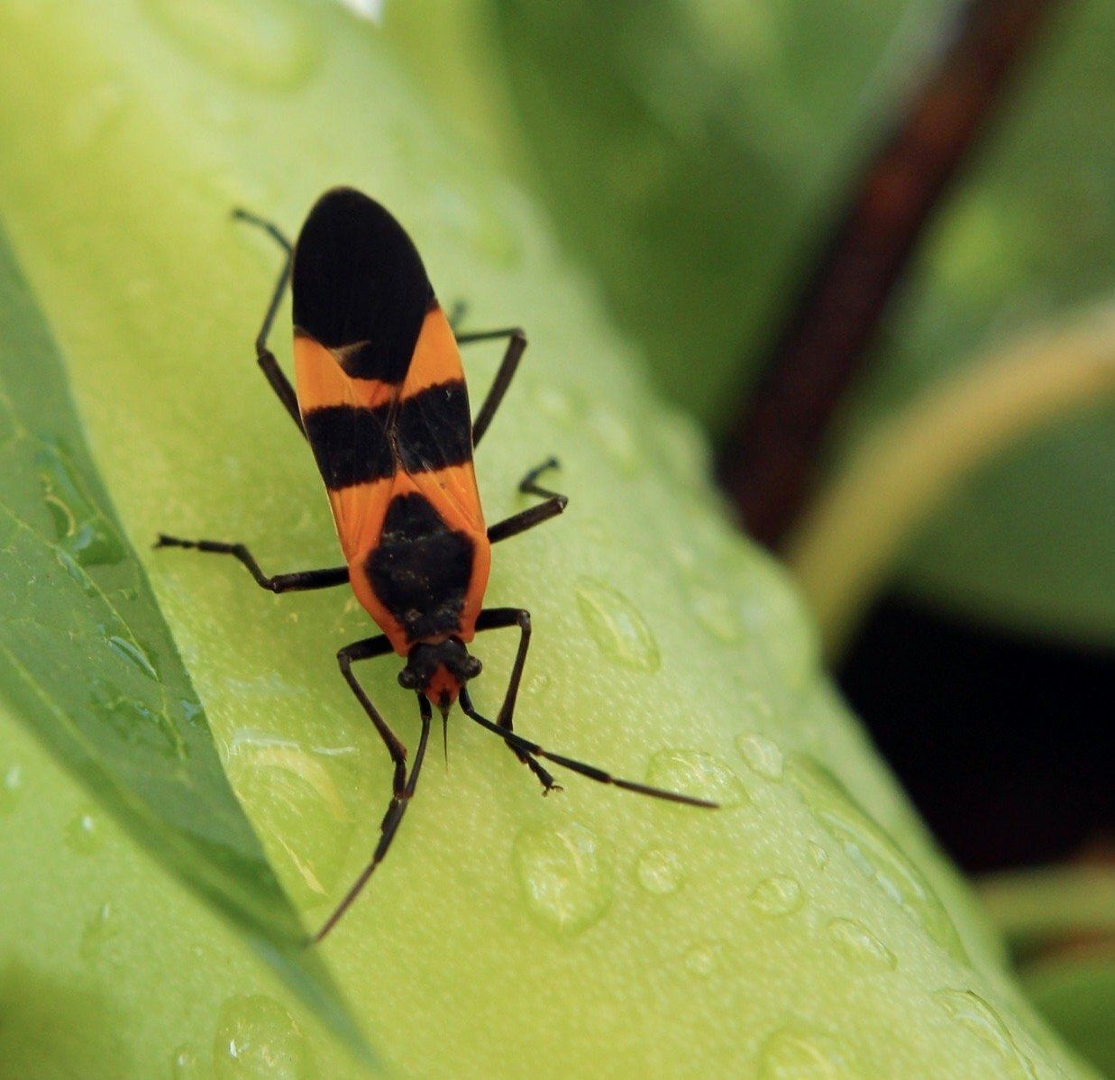 orange and black milkweed bug on a leaf
