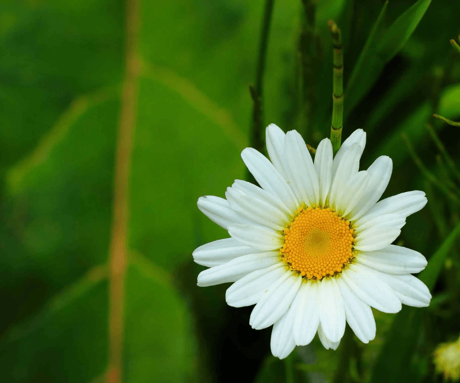 Oxeye Daisy