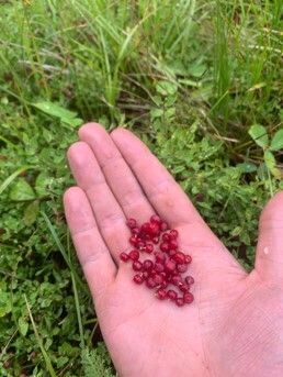 A hand holds huckleberries on a green leafy background