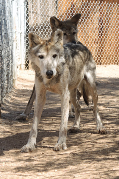 M1019 Wild Bill Mexican Gray Wolf Southwest Wildlife Scottsdale Arizona Photo by Carol A. Urban