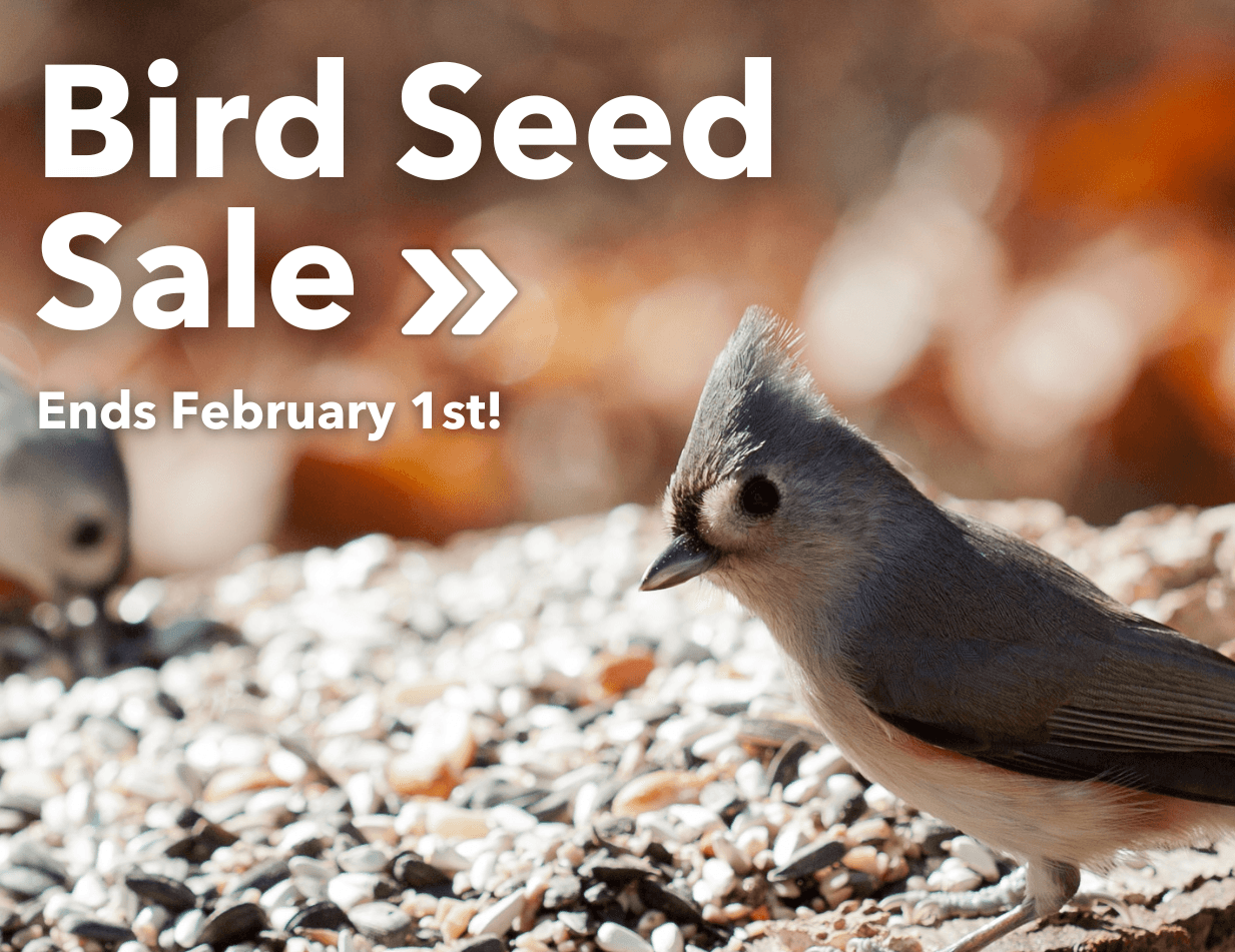 Bird Seed Sale