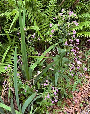 Gulf Coast Penstemon