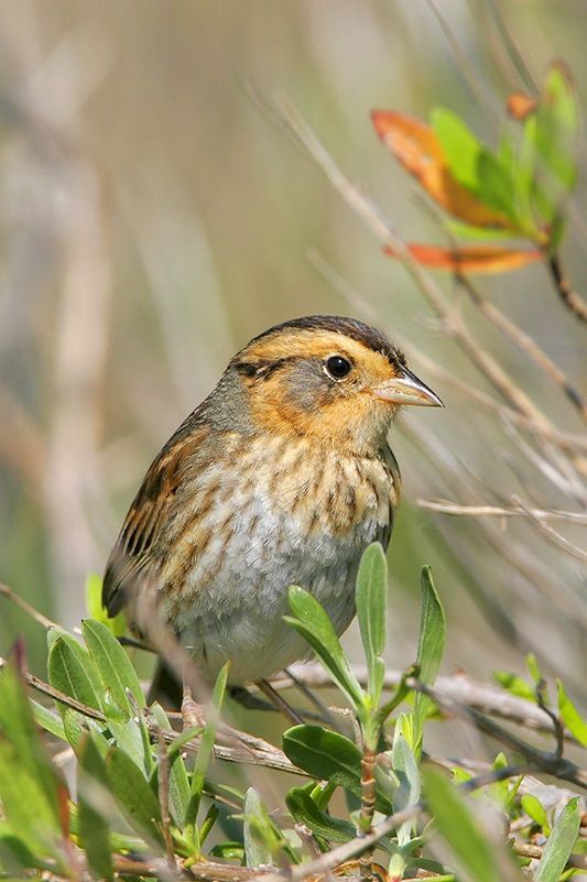 Nelson’s Sparrow