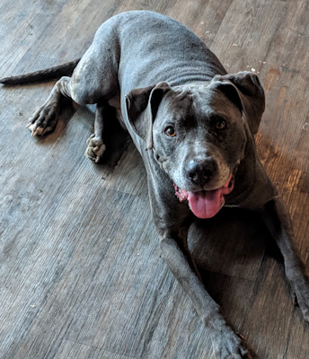 Mo - can stay with owner for now