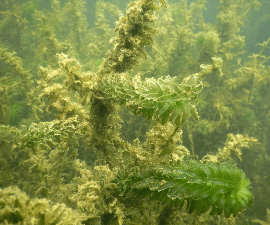 Brazilian Waterweed