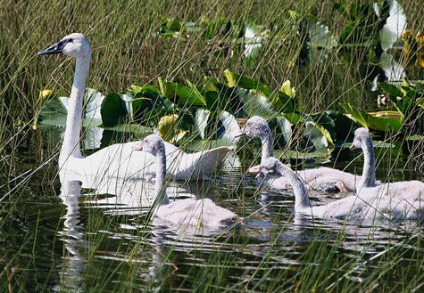 TRUMPETER SWANS TRY TO DODGE A BULLET